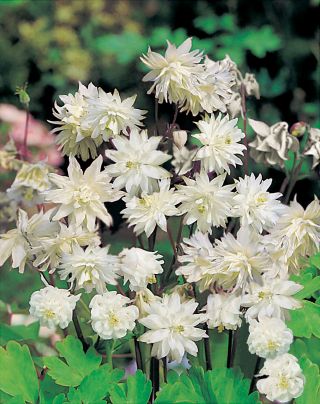 Paprastasis sinavadas - White Barlow - Aquilegia vulgaris