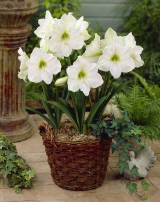 Hippeastrum - Amaryllis - Cervin