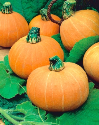 巨大カボチャ「アマゾンカ」 -  21種 - Cucurbita maxima  - シーズ