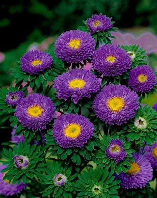 Callistephus chinensis - Iskra - 450 semillas - violeta