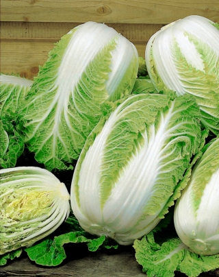 כרוב נאפה "פורקו F1" - מגוון מוקדם עבור כל השנה טיפוח - 215 זרעים - Brassica pekinensis Rupr.