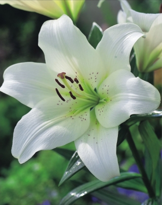 Giglio degli alberi - Pretty Women - Confezione XXXL! - 50 pz - 