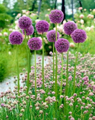 Allium His Excellency