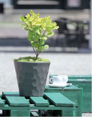 Runder Blumentopf - Rocka - 35 cm - Mocca - 