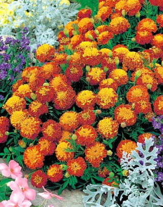 Tagetes patula -  Harmony - Tagetes patula L. - sementes