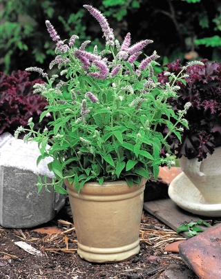 Ngựa bạc hà - 1200 hạt - Mentha longifolia