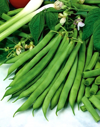 ドワーフの緑のインゲン豆「Saxa」-初期の品種 - 