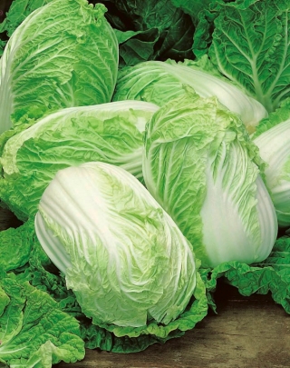 나파 양배추 "엘자"-하이브리드 품종 - 