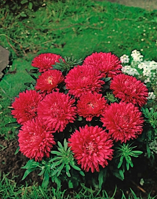 矮翠菊“丽塔”-红色 - 