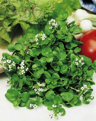 Ürt - allikkerss - 400 seemned - Nasturtium officinale W. T. Aiton