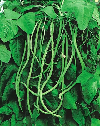 اللوبيا "مترو بلاك" - 