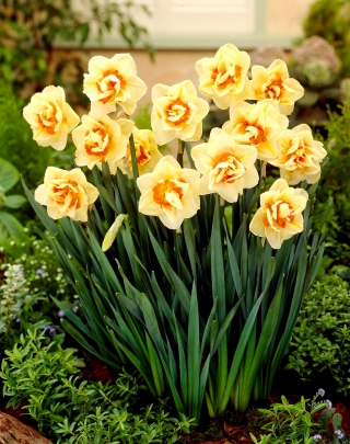 双花水仙花游行-大包装！ -50个 - 