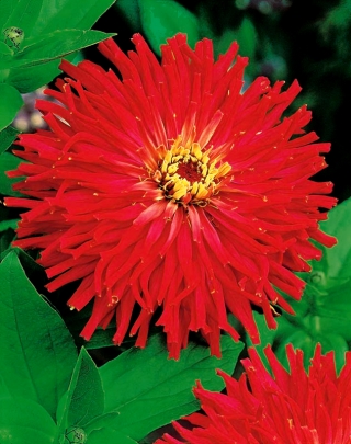 الزينية الشائعة - حمراء ، مزهرة الأقحوان ؛ الشباب والعمر ، الزينية الأنيقة - 