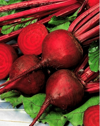 붉은 비트 뿌리 세릴 - 