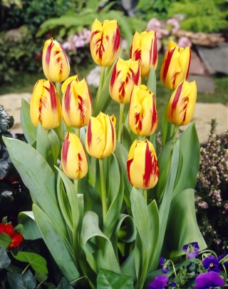 Tulip 'Washington' - nagy csomag - 50 db - 