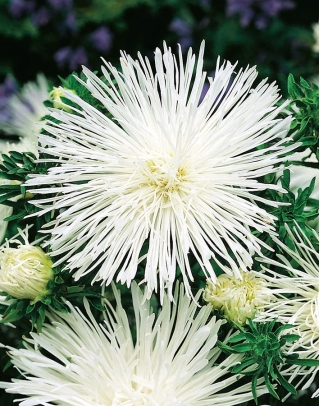 Callistephus chinensis - 450 semillas - Beata