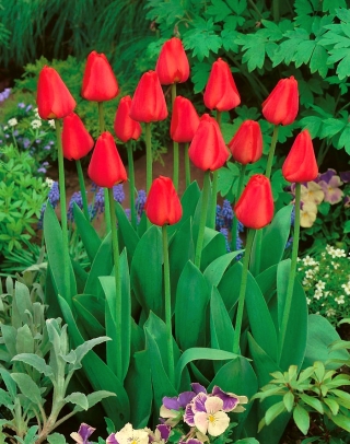 Tulip Apeldoorn-대형 패키지! -50 개 - 