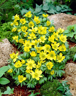 冬季乌头E葵-大包装！ -50个 - 