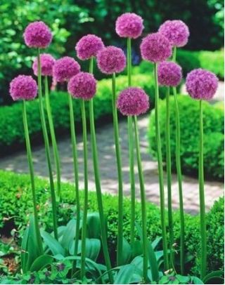 Allium His Excellency
