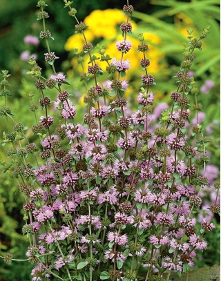 Busuioc cerbilor; Pennyrile, menta - 1500 de semințe - Mentha longifolia