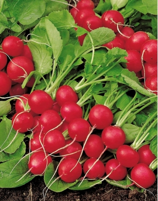 Rettich 'Galaxy' - frühe, produktive Sorte - 