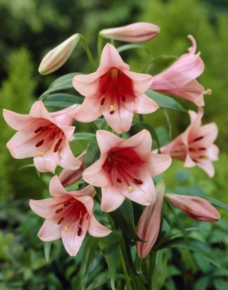 तुरही लिली - कासा रोजा - बड़ा पैकेज! - 10 पीसी - 