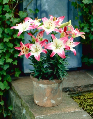 Liljesläktet Lollypop - Lilium Lollypop