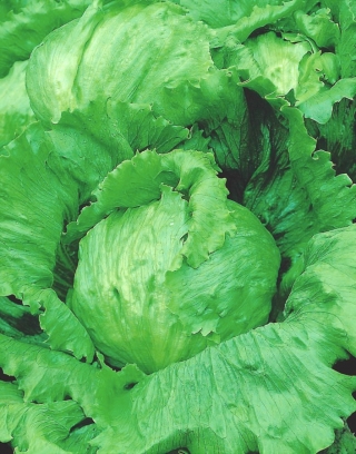 Eisbergsalat 'Larsen' - mittelfrühe Sorte