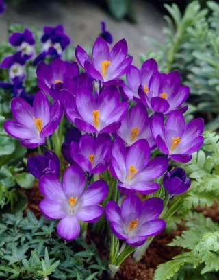 Crocus 'Ruby Giant' - XXXL-pakke! - 500 stk - 