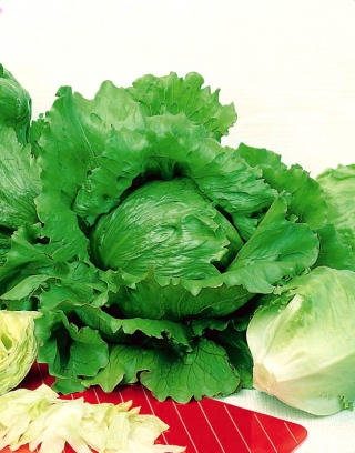 Iceberg Lettuce - Saladin - Crisp, Disease-Resistant Variety - Fresh Seeds