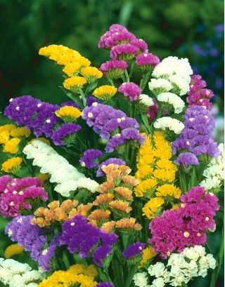 Risp - blandning - Limonium sinuatum - Perfekt för torkade buketter - Färska frön