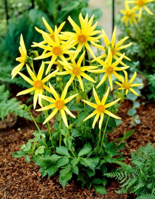 Dahlia - Honka
