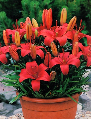 שושן הגמד - אדון מתוק - חבילה גדולה! - 10 יח ' - 