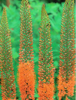 Eremurus himalaicus - Cleopatra