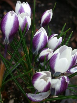 Crocus Lady Killer - 10 крушки