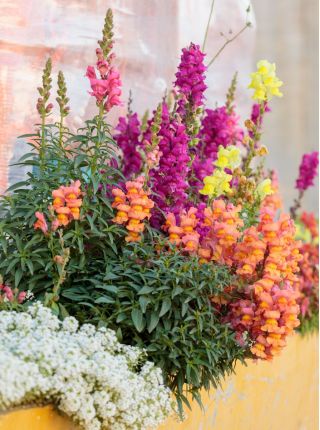 常见的金鱼草 - 低生长品种 -  3700粒种子 - Antirrhinum majus nanum - 種子