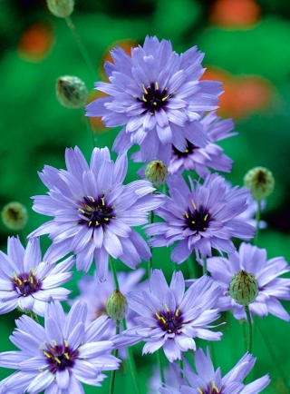 Cupid's Dart seeds - Catananche caerulea - 80 seeds