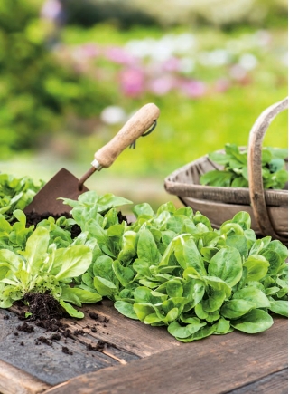 Corn Salad, Mache seeds - Valerianella locusta - 1700 seeds