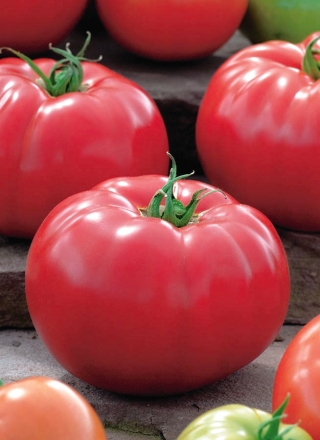 トマト「マリニアック」 - 堅い茎を持つ畑、ラズベリー品種 - Lycopersicum esculentum  - シーズ