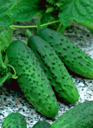 מלפפון שדה חוזר F1 - 