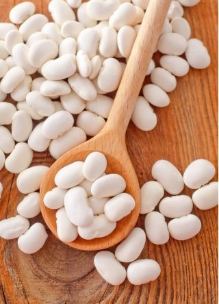 極豆「リポスタ」 - 乾燥種子用 - Phaseolus vulgaris L. - シーズ