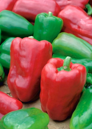 コショウ「レナ」 -  65種子 - Capsicum L. - シーズ