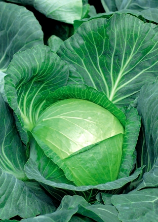 흰머리 양배추 "재스퍼"-하이브리드 품종-10g - 