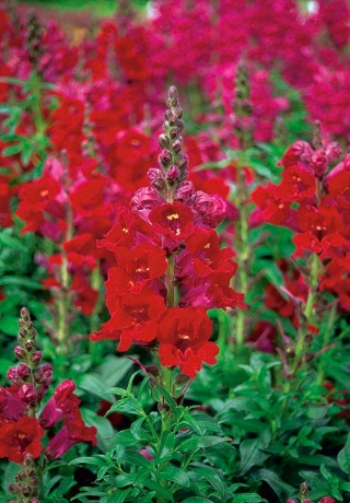 Isoleijonankita - Punainen - Antirrhinum majus - siemenet