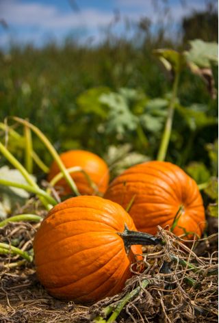 巨大カボチャ「カロウィタビス」 - Cucurbita maxima  - シーズ