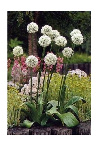 장식 마늘 에베레스트 산 - 큰 팩! - 10 개 - 