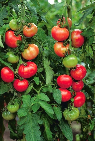 Томаты - Святой Петр - 200 семена - Lycopersicon esculentum Mill