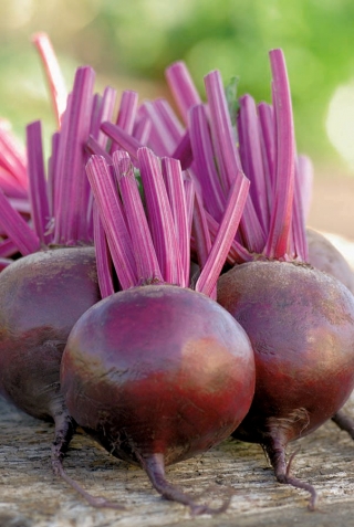 Κόκκινα παντζάρια "Mars F1" - σκούρο κόκκινο με απαλό δέρμα - 