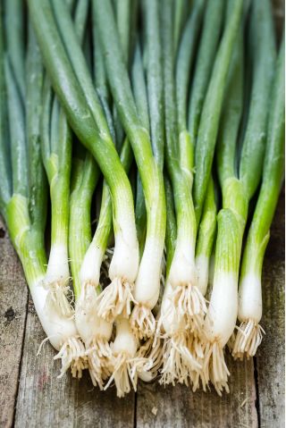 7年玉ねぎ「ウィタ」 -  1つの場所で4年でも -  500種子 - Allium fistulosum  - シーズ