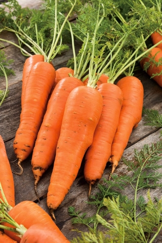 هویج "گالیسیا" - تنوع متوسط اولیه - 2550 دانه - Daucus carota ssp. sativus 